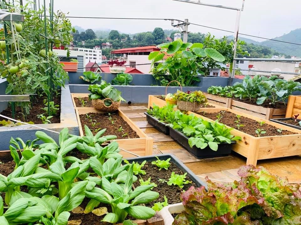 Cải tạo sân thượng thành vườn rau xanh