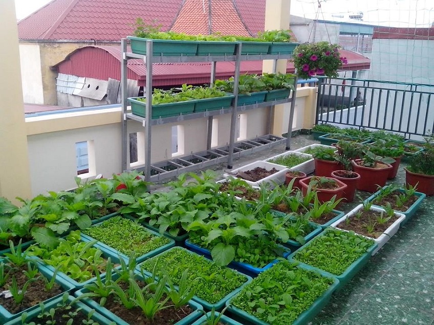 Nhiều gia đình đã tận dụng không gian mái bằng làm sân thượng để trồng rau